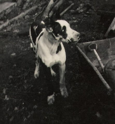 altes Foto von einer Deutschen Dogge die im Besitz vom deutschen Doggen Zwinger von der Waldschmiede war.