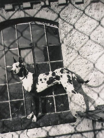 altes Foto von einer Dogge die im Besitz vom deutschen Doggen Zwinger von der Waldschmiede war.