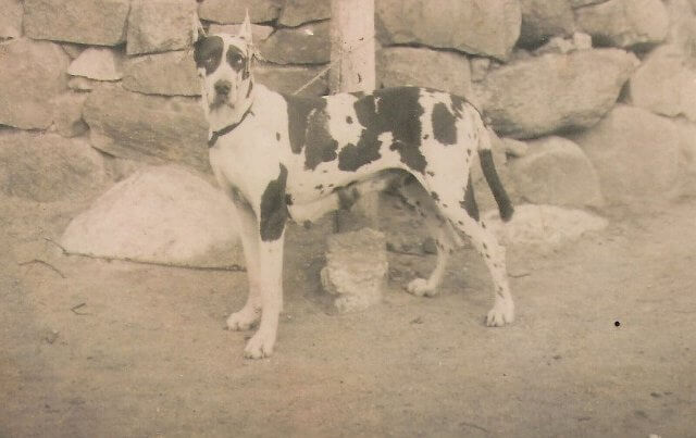 altes Foto von einer deutsche Doggen Hündin die im Besitz vom deutschen Doggen Zwinger von der Waldschmiede war.