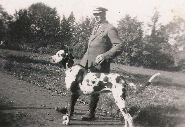 altes Foto von eines Doggenrüden der im Besitz vom deutschen Doggenzwinger von der Waldschmiede war.