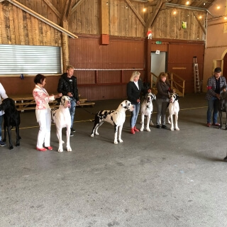 Die Deutsche Dogge Wilma von der Waldschmiede auf der Clubsiegerausstellung der Schweiz 2019