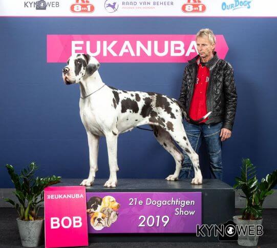Die Deutsche Dogge Wilma von der Waldschmiede auf der Ausstellung Dogachtingen 2019