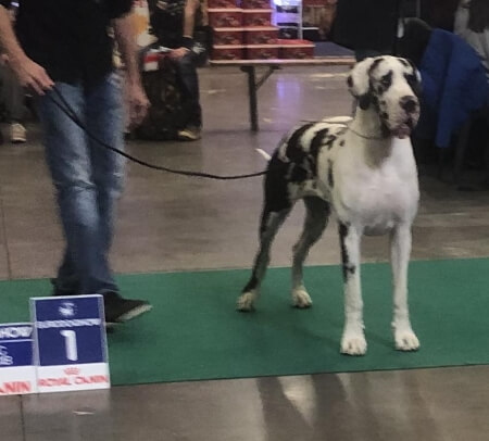Die Deutsche Dogge Wilma von der Waldschmiede auf der Eurodogshow Kortrijk / Belgien 2019