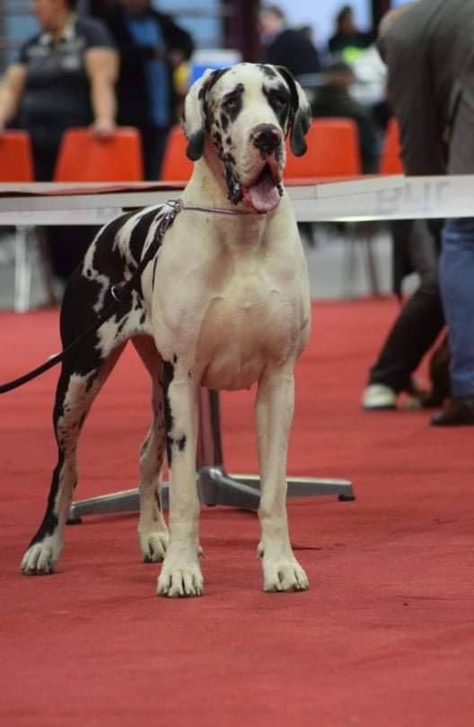 Die Deutsche Dogge Wilma von der Waldschmiede auf Ausstellung in Genk / Belgien 2020
