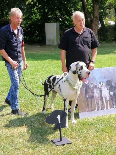 Die Deutsche Dogge Wilma von der Waldschmiede auf Ausstellung in Mühlheim 2019