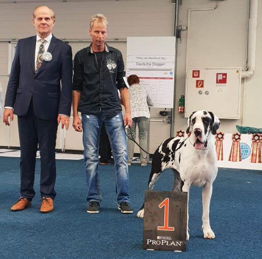 Die Deutsche Dogge Wilma von der Waldschmiede auf der VDH Herbstsieger Ausstellung 2019