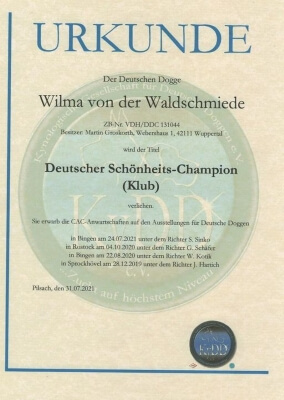 Diplom für den deutschen Schönheits-Champion KyDD von der deutschen Dogge Wilma von der Waldschmiede