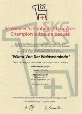Diplom für den Schweizer Schönheits-Champion von der deutschen Dogge Wilma von der Waldschmiede