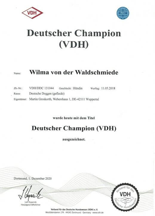 Diplom für den VDH Champion von der deutschen Dogge Wilma von der Waldschmiede