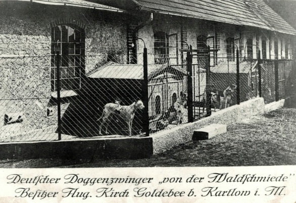 Postkarte mit altem Foto vom deutschen Doggen Zwinger von der Waldschmiede