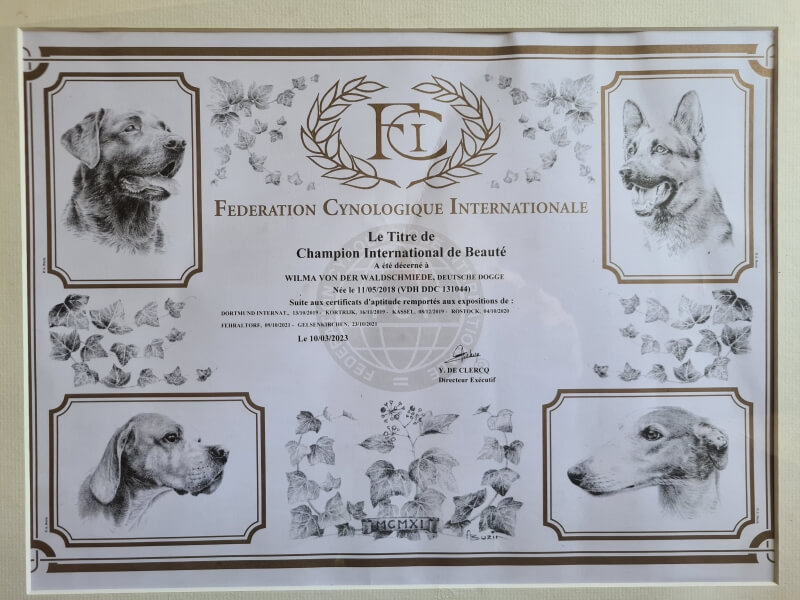 Diplom für den Internationalen Schönheits-Champion Titel der FCI von der deutschen Dogge Wilma von der Waldschmiede