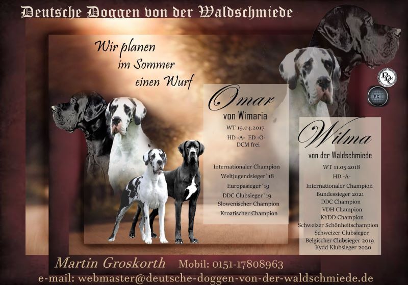 Deckmeldung und Wurfankündigung von der deutschen Dogge Wilma von der Waldschmiede und Omar von Wimaria. Welpen werden im Sommer 2023 erwartet.