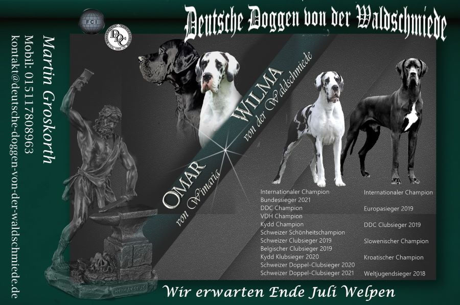 Deckmeldung und Wurfankündigung von der deutschen Harlekin Dogge Wilma von der Waldschmiede und dem schwarzen Rüden Omar von Wimaria. Welpen aus dieser hoffnungsvollen Verpaarung werden um den 27ten Juli 2023 erwartet.
