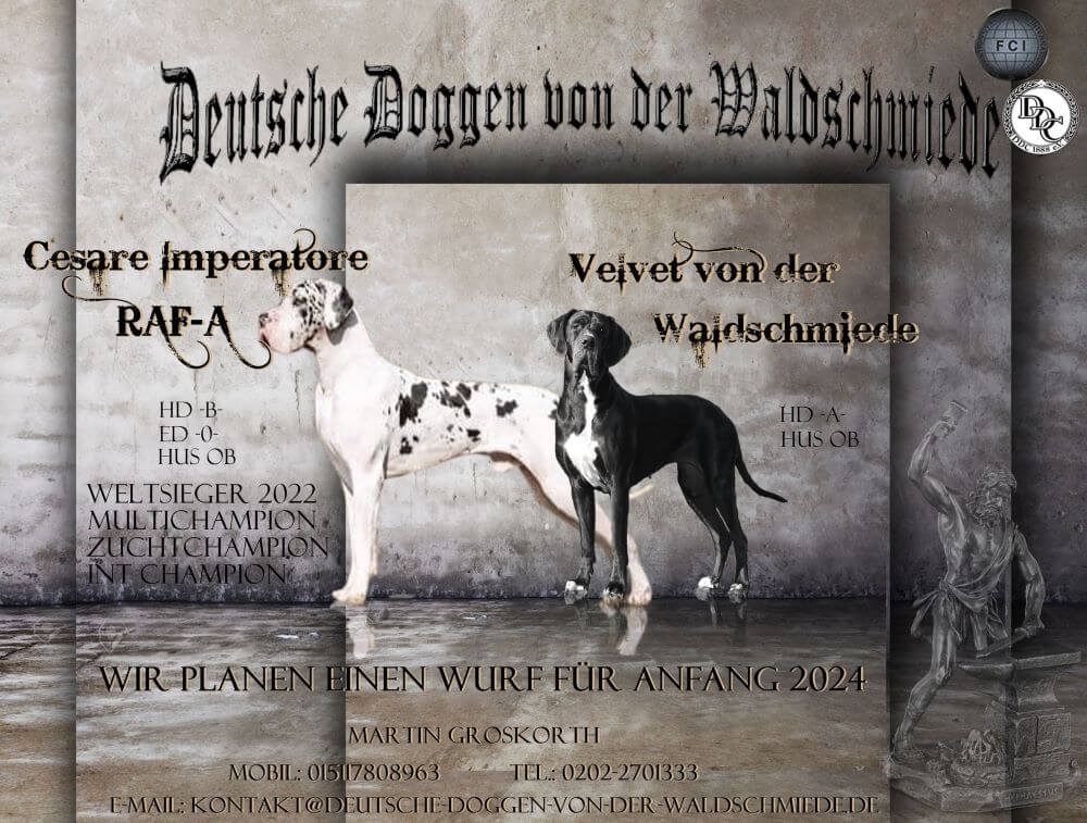 Deckmeldung Deutsche Doggen Velvet von der Waldschmiede und Raf A Cesare Imperatore 2023
