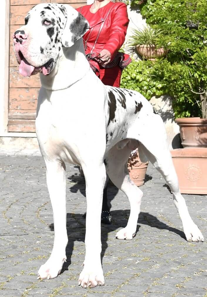 deutsche dogge Cesare Imperator Raf A 1