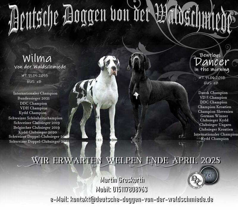 Deckmeldung und Wurfankündigung Deutsche Doggen Wilma von der Waldschmiede und Bently`s Dancer in the Morning für Ende April 2025