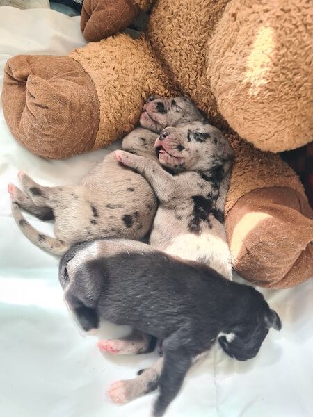 B Wurf deutsche doggen von der waldschmiede