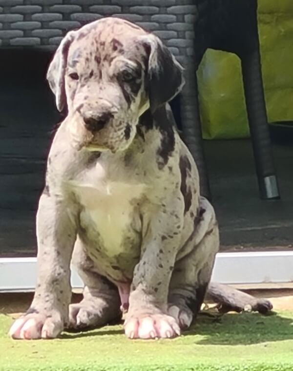 Deutsche Dogge Bandit von der Waldschmiede Wochen alt