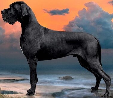Deutsche Dogge Bentlys Dancer in the morning