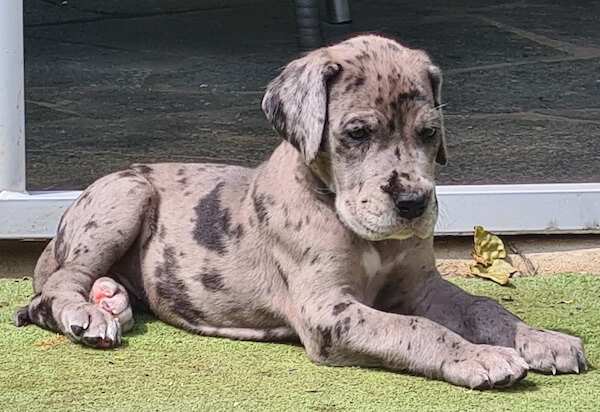 Deutsche Dogge Bijou von der Waldschmiede Wochen alt