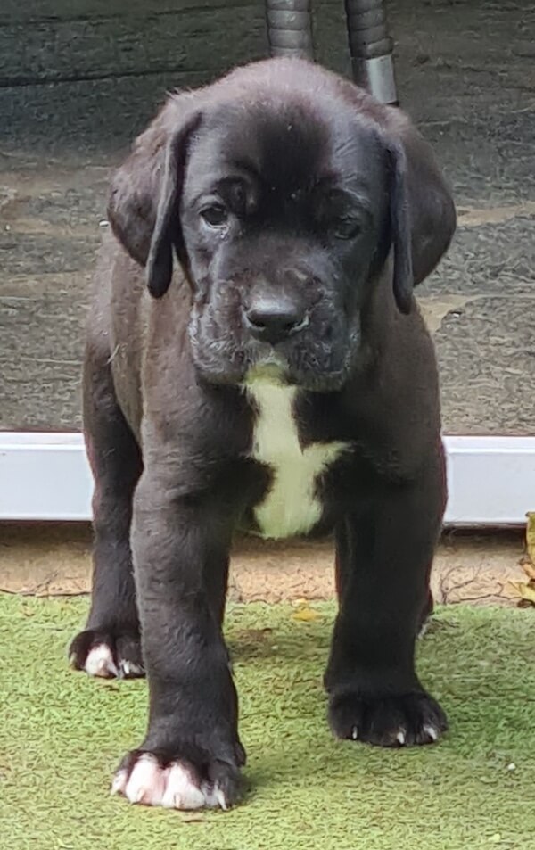 Deutsche Dogge Bonsai Baghira von der Waldschmiede Wochen alt